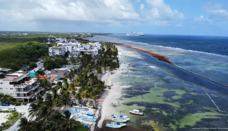 Sargazo cubre 13 playas de Mahahual pese al retiro de 977 toneladas