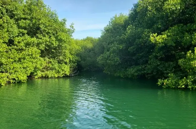 Caen 40% visitantes en áreas naturales protegidas de Cancún