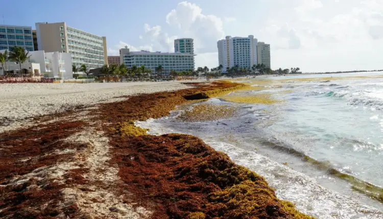 Concanaco pide incentivos fiscales por el impacto del sargazo en Quintana Roo