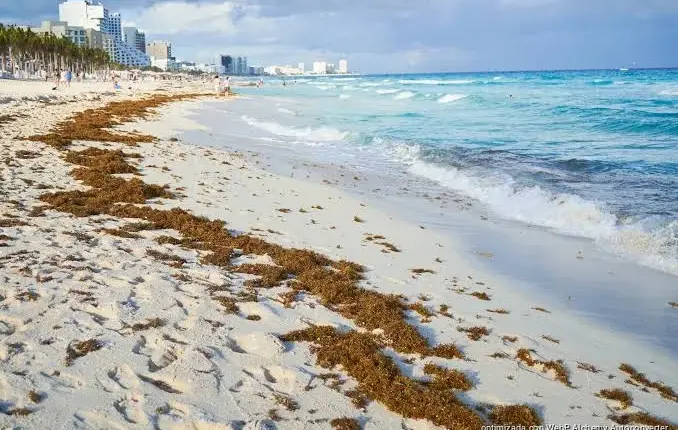 Baja el sargazo en Quintana Roo pero quedan 2 mil metros de barrera pendientes