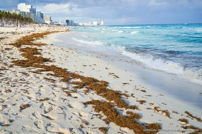 Baja el sargazo en Quintana Roo pero quedan 2 mil metros de barrera pendientes