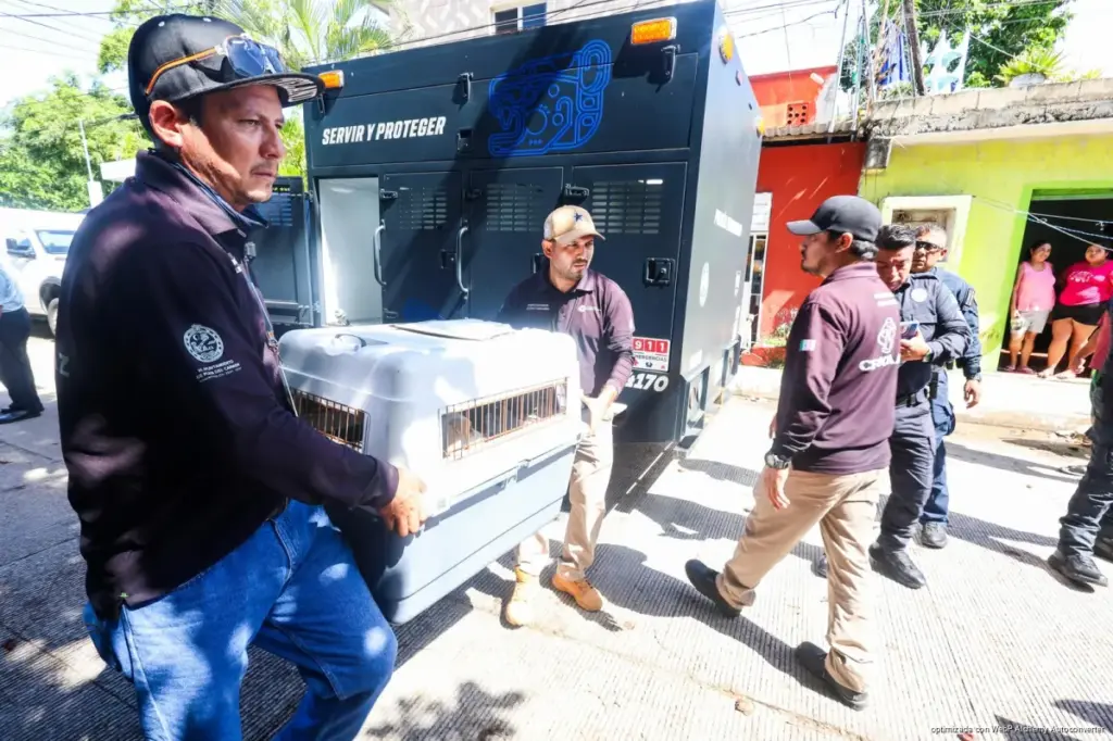 Playa del Carmen rescata a ocho caninos tras denuncia por condiciones insalubres