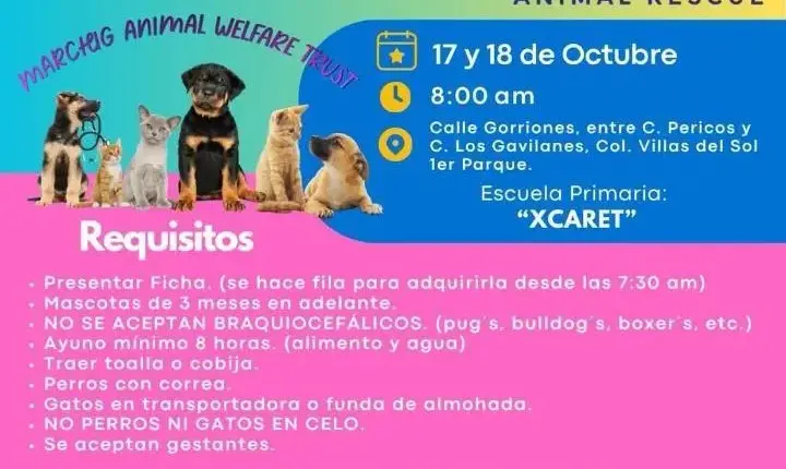 SOS ARCA busca voluntarios para su campaña de esterilización gratuita en Playa del Carmen