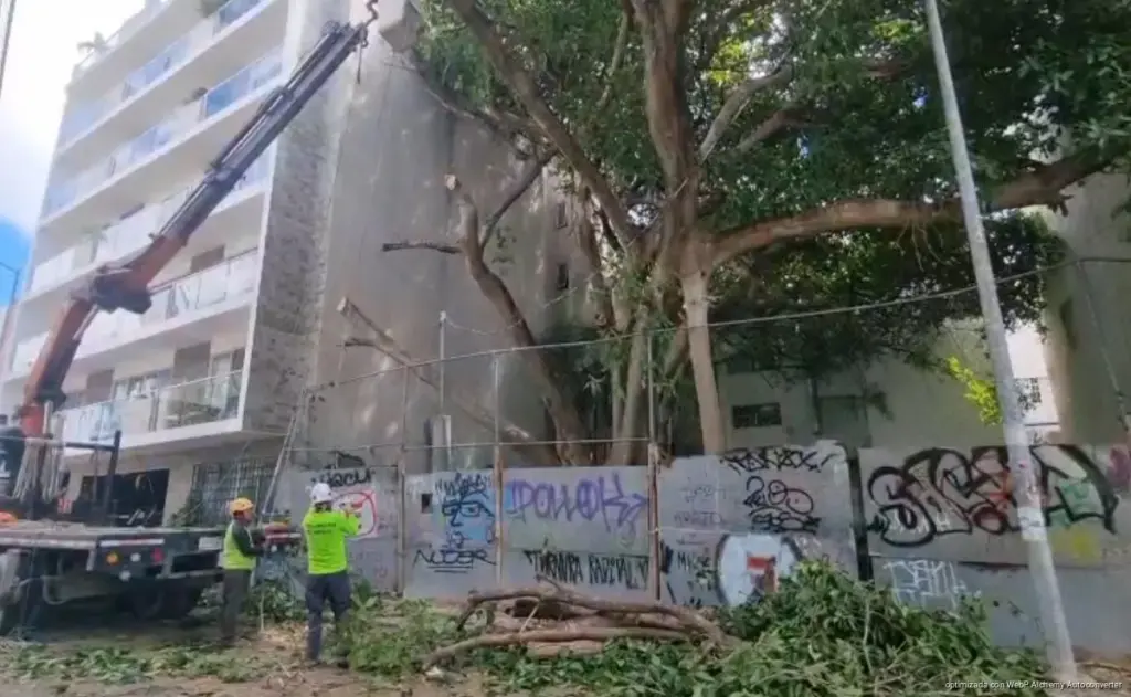 Dos álamos cederán su lugar a las construcciones en Playa del Carmen