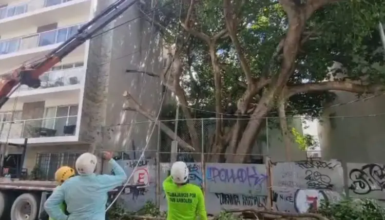 Dos álamos cederán su lugar a las construcciones en Playa del Carmen