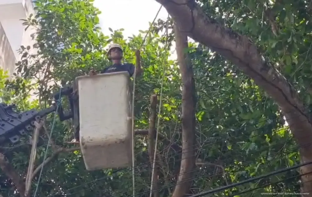 Dos álamos cederán su lugar a las construcciones en Playa del Carmen