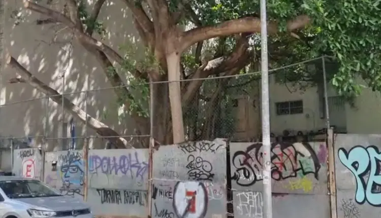 Vecinos se oponen a tala de gigantesco árbol
