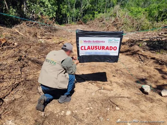 Clausuran predio en Playa del Carmen por la remoción de vegetación