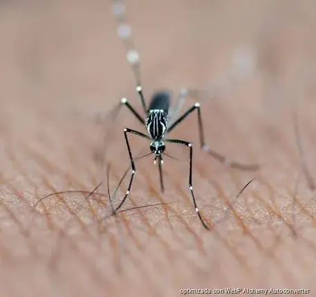 Quintana Roo acumula 361 casos de dengue y Playa del Carmen figura entre las zonas afectadas