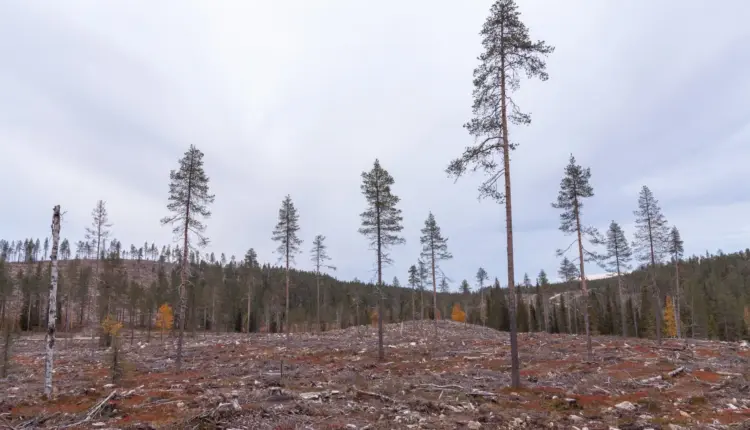 Frena Finlandia las obras de Google tras la tala ilegal de cuatrocientos mil árboles